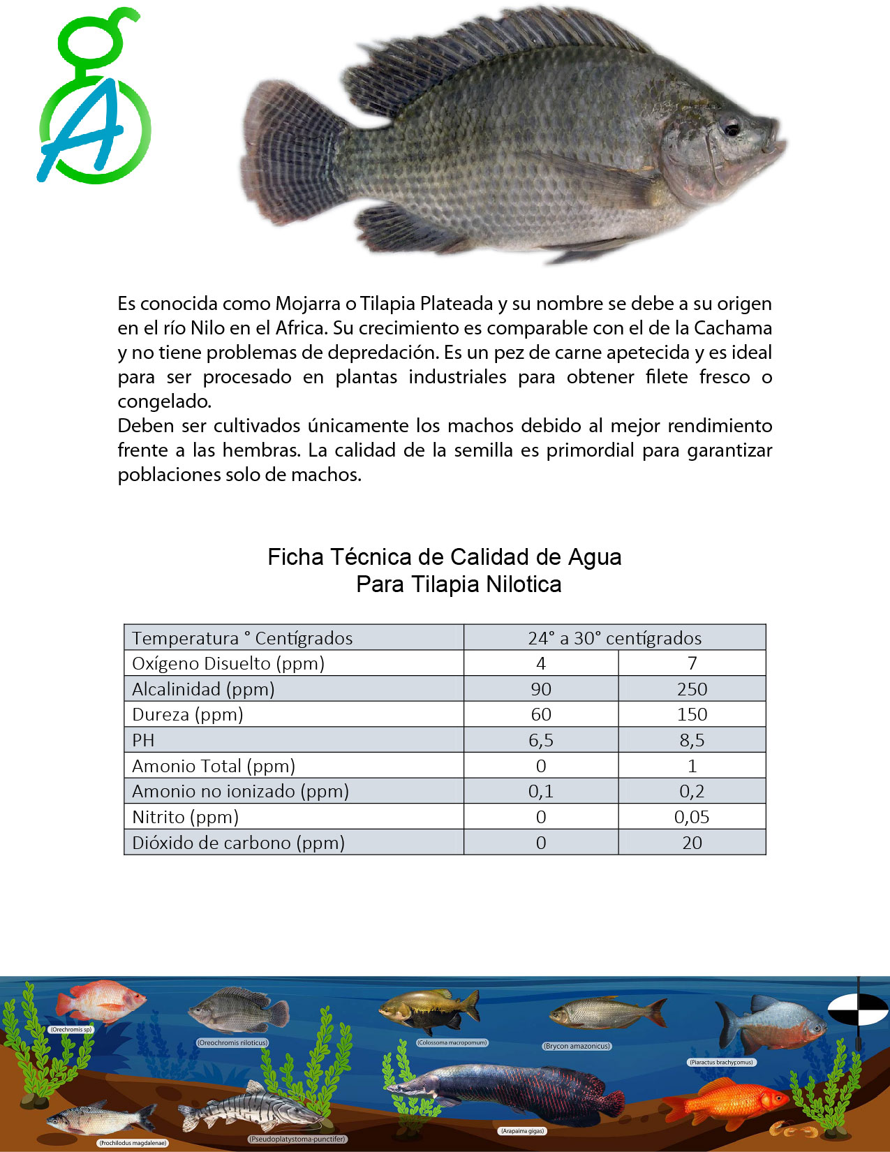 Tilapia Nilotica 01