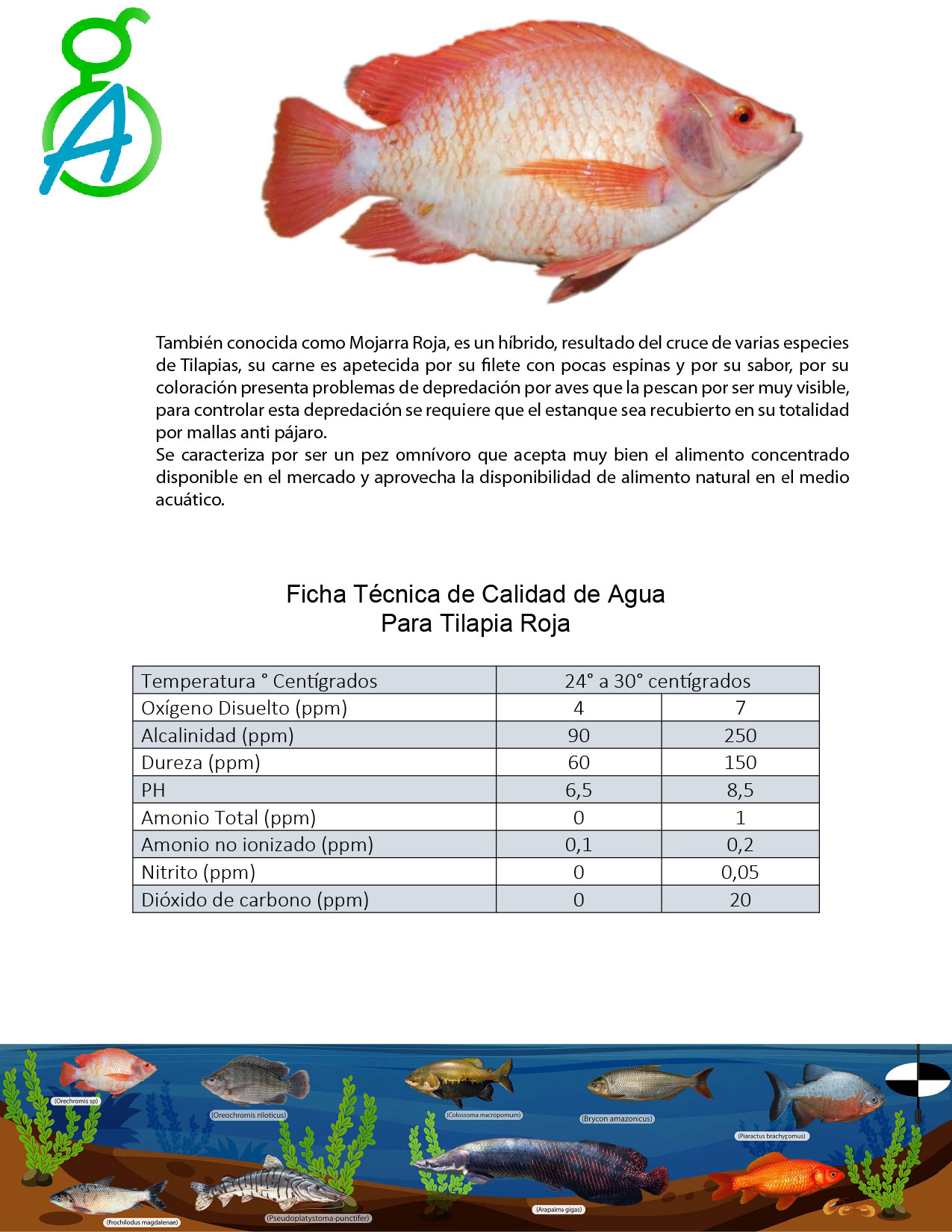 Tilapia Roja 01